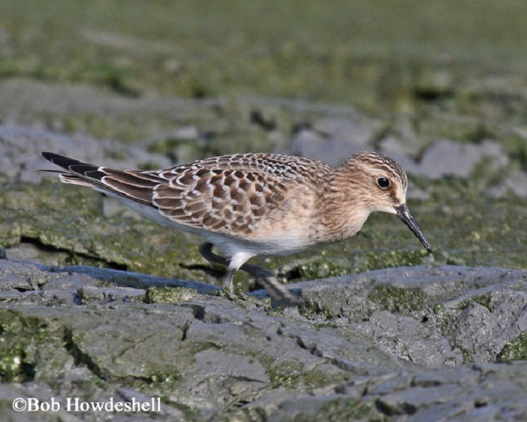 baird's-sandpiper Baird's Sandpiper