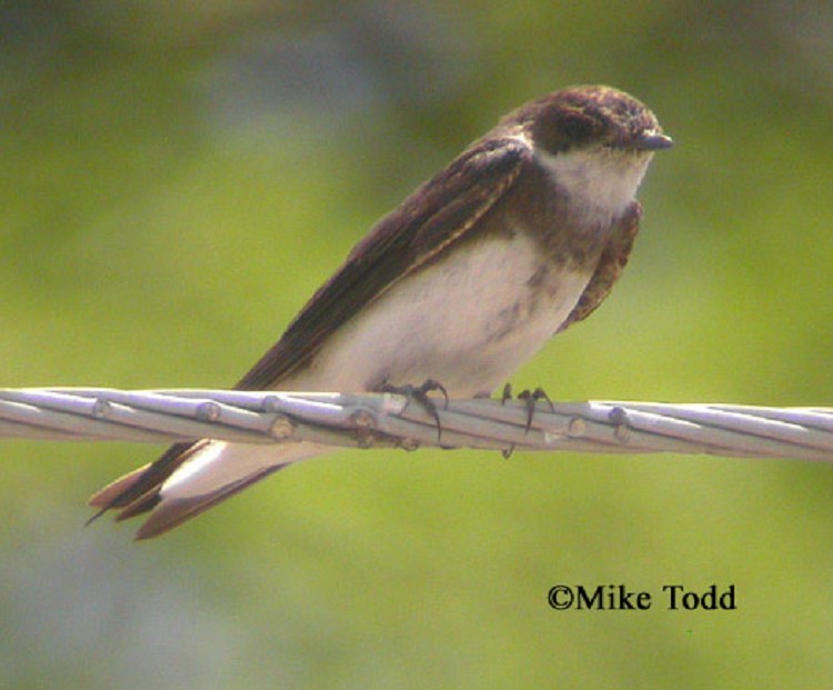 Bank Swallow
