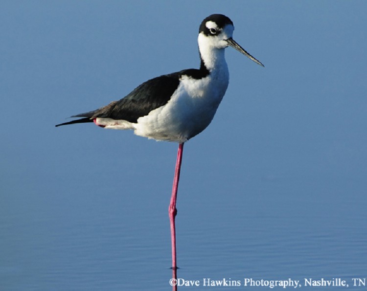 Black-necked Stilt, Himantopus mexicanus, Photo Credit Dave Hawkins Black-necked Stilt, Himantopus mexicanus, Photo Credit Dave Hawkins