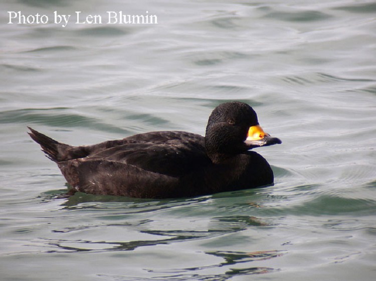  Black Scoter Melanitta nigra, male, Photo Credit: Len Blumin