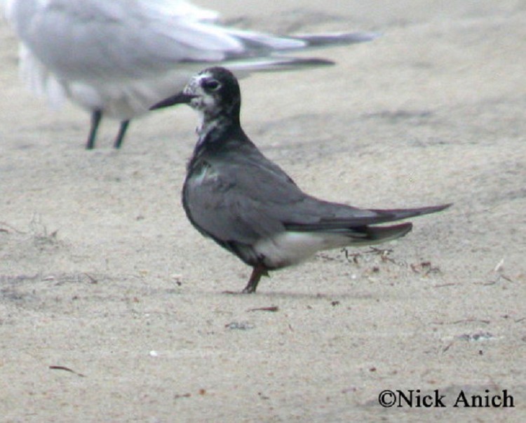 black-tern Black Tern