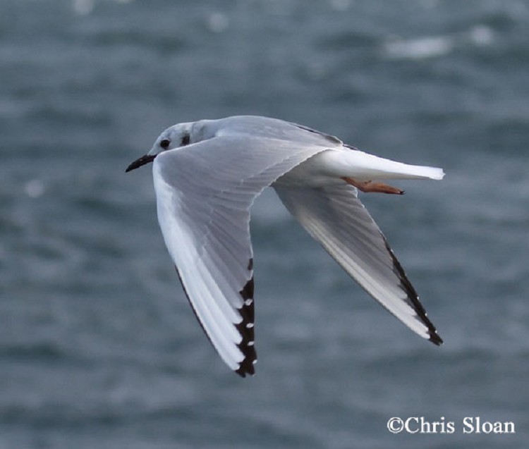 Bonaparte's Gull