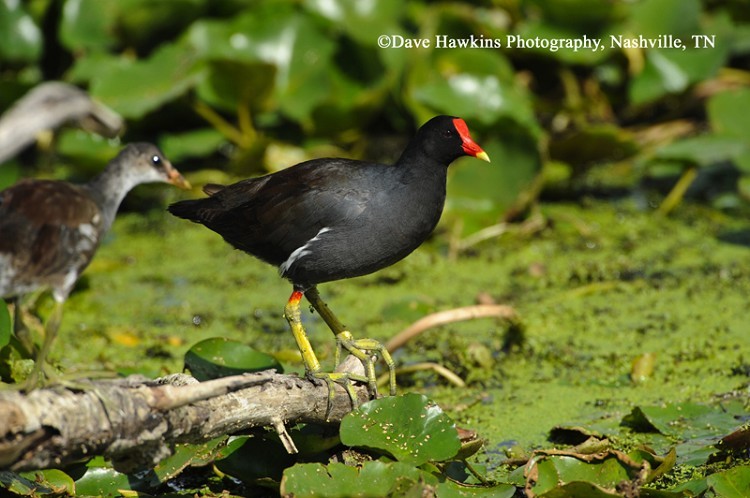 Common Gallinule, Gallinula galeata, Adult. Photo Credit: Dave Hawkins