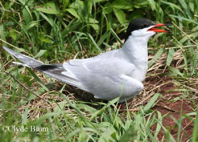 common-tern Common Tern