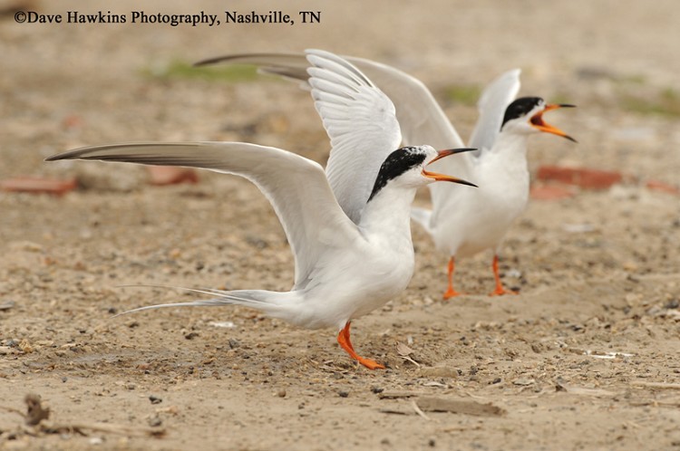Forster's Tern