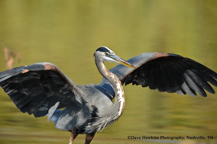 Great Blue Heron, Ardea herodias, Adult. Photo Credit: Dave Hawkins Great Blue Heron, Ardea herodias, Adult. Photo Credit: Dave Hawkins