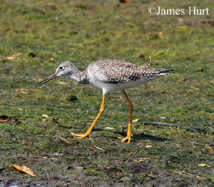  Greater Yellowlegs, Tringa melanoleuca, Adult. Photo Credit: James Hurt