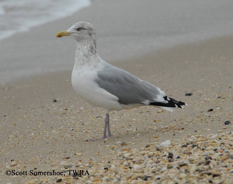Herring Gull