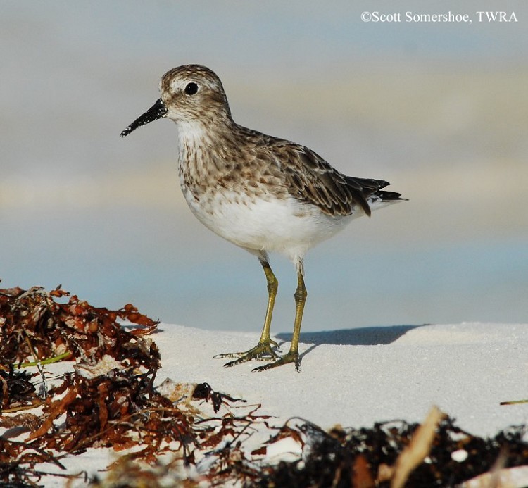 Least Sandpiper, Fall plumage