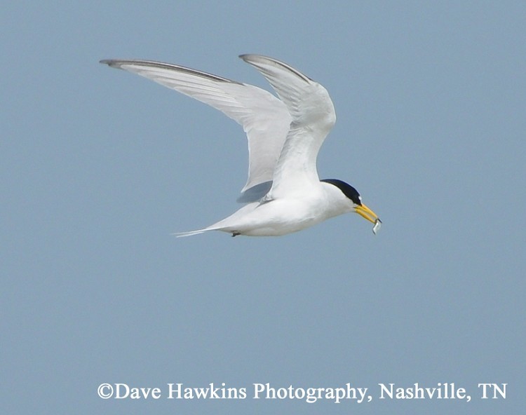 least-tern Least Tern