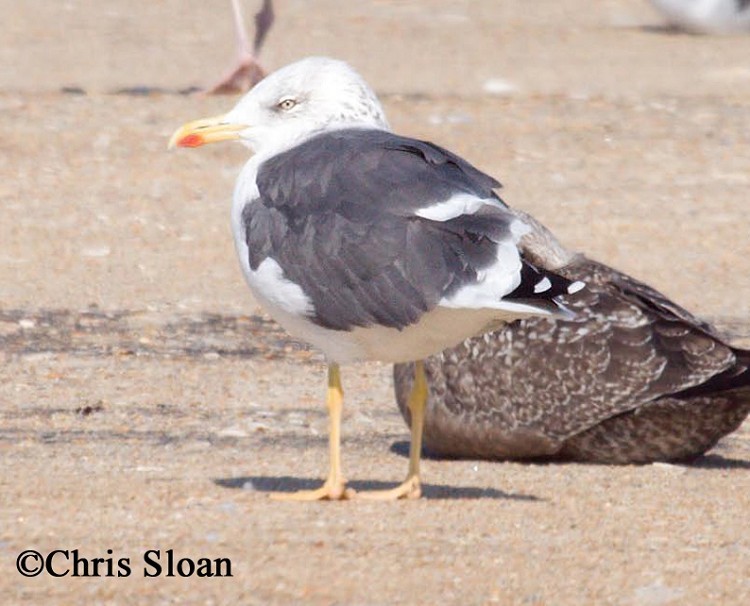 lesser-black-backed-gull Lesser black-backed Gull