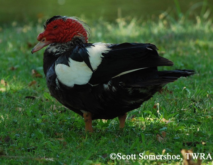 Muscovy Duck Cairina moschata, Adult. Muscovy Duck Cairina moschata, Adult