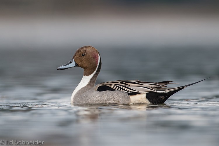  Northern Pintail Anas acuta, Adult Male, Photo Credit: Ed Schneider