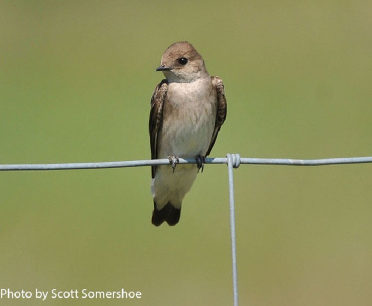 northern-rough-winged-swallow Northern Rough-winged Swallow