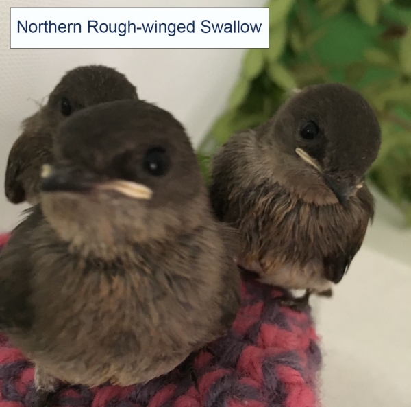 Northern Rough-winged Swallow