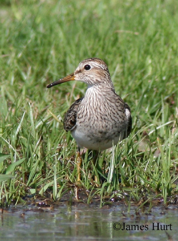 Pectoral Sandpiper
