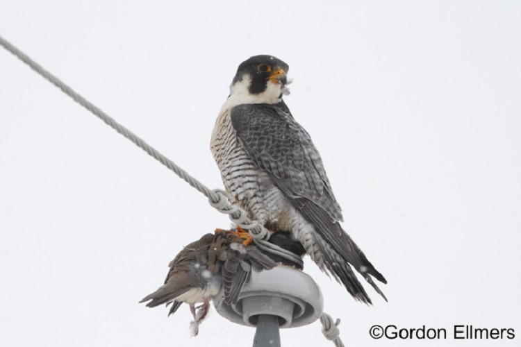 peregrine-falcon Peregrine Falcon
