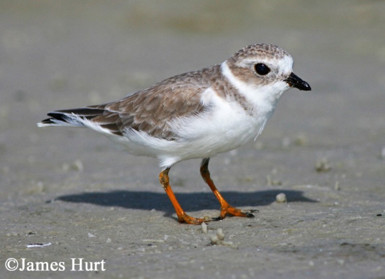 Piping Plover, Charadrius melodius, Adult. Photo Credit: James Hurt
