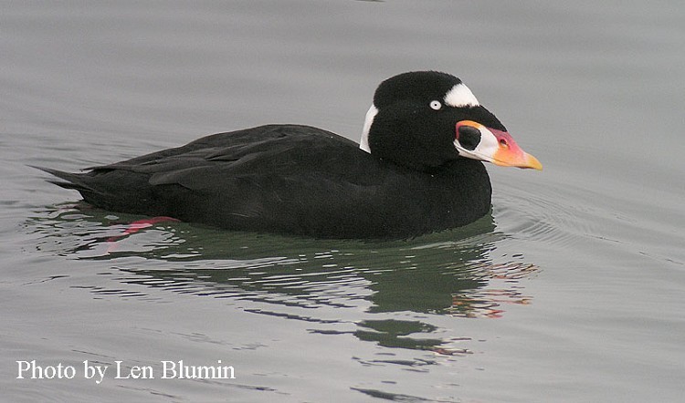 Surf Scoter Melanitta perspicillata, Adult Male, Photo Credit: Lynn Blumin