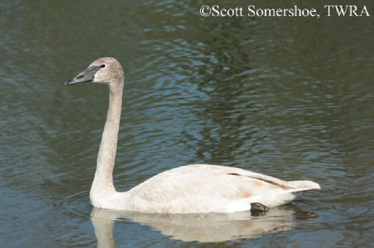 Trumpeter Swan Cygnus buccinator
