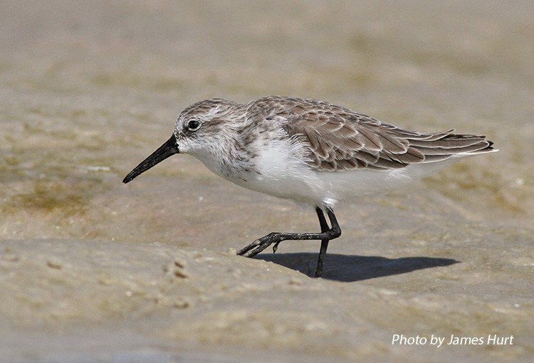 Western Sandpiper, Juvenile, Photo Credit: James Hurt Western Sandpiper, Juvenile, Photo Credit: James Hurt