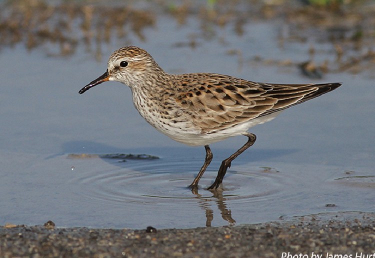 white-rumped-sandpiper White-rumped Sandpiper