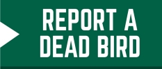 Report a Dead or Sick Bird to TWRA