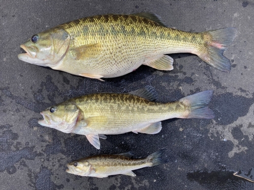 Alabama Bass Identification