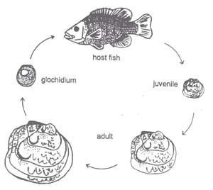 Life History of Tennessee Mussels