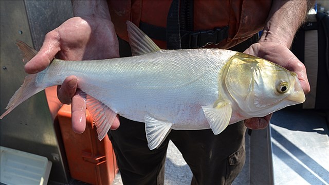 Asian Carp Image