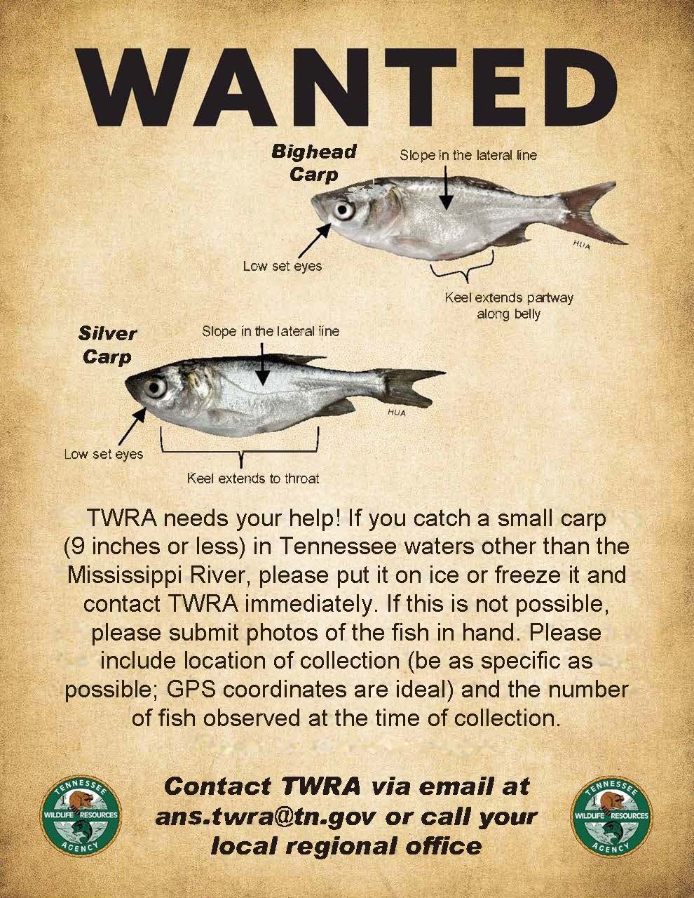 Asian Carp
