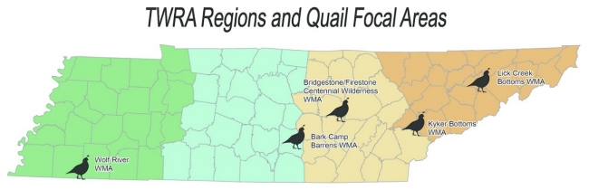 Quail Focal Areas Quail Focal Areas