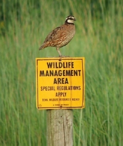 Northern Bobwhite