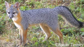 Gray Fox Gray Fox