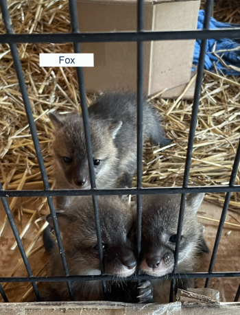 Gray Fox Kit Gray Fox Kit