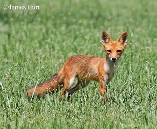 Red Fox red fox