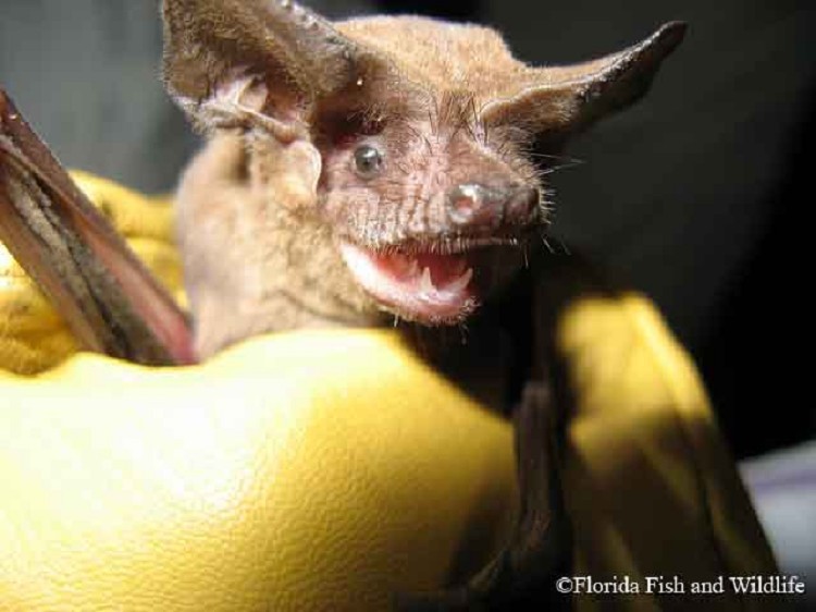 brazilian-free-tailed-bat_750x562 brazilian-free-tailed-bat_750x562