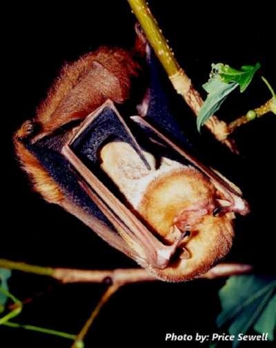 eastern-red-bat_750x948
