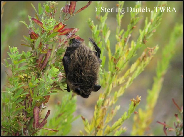 eastern-small-footed-bat eastern-small-footed-bat