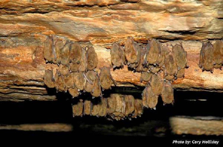 little-brown-bat2