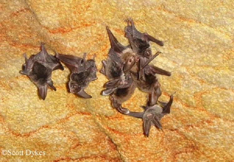 rafinesque-big-eared-Bat_750x520