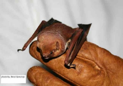 seminole-bat seminole-bat