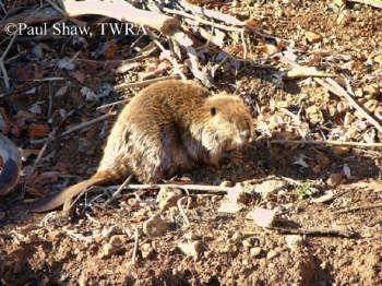 american-beaver_760x562
