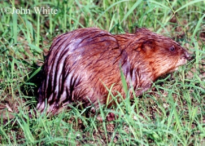 Common-Muskrat Common-Muskrat