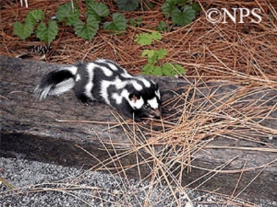 eastern-spotted-skunk_760x562 eastern-spotted-skunk_760x562