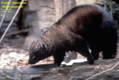 Fisher_750x504 Fisher_750x504