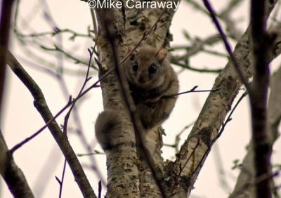 northern-flying-squirrel_750x530 northern-flying-squirrel_750x530