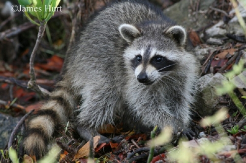 raccoon_750x500