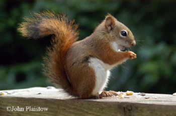 Red Squirrel Red Squirrel