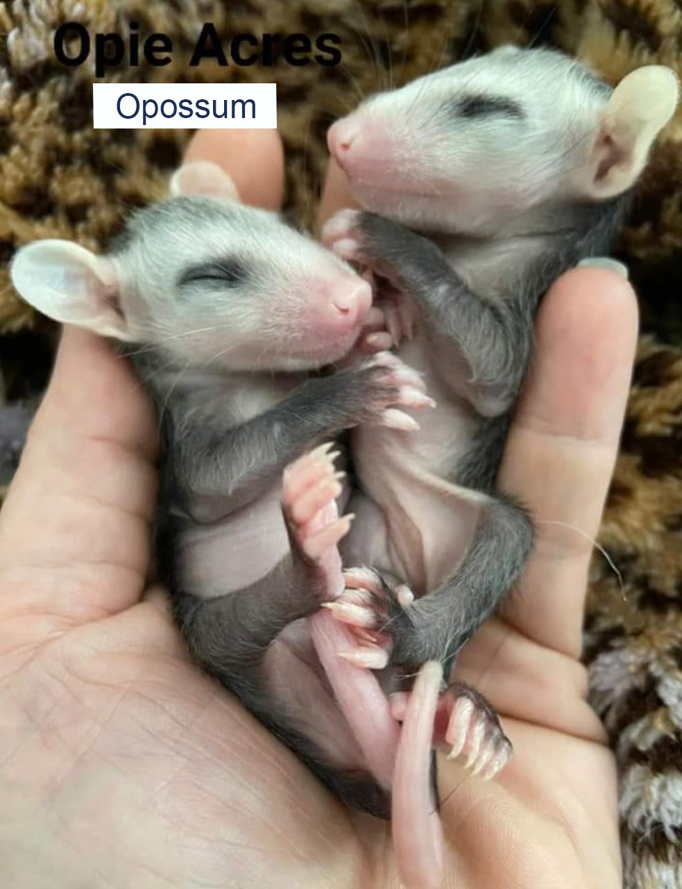 Baby Opossums Baby Opossums